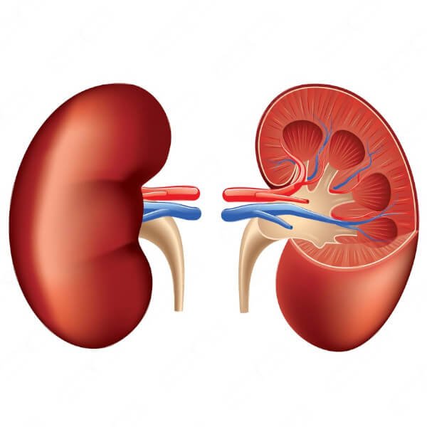 nephrology