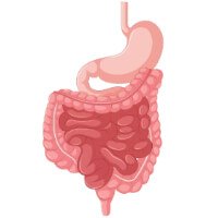Gastroenterology